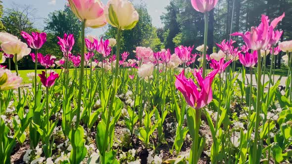 Close Up Footage of Multicolored Tulips in Sunny Weather Purple Color Backlight alt