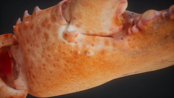 Lobster Claw in Macro alt