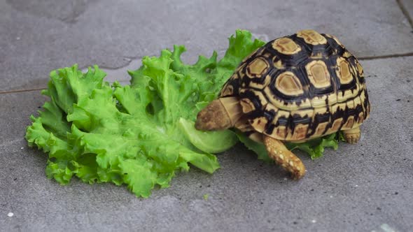 Pardalis tortoise eating lettuce alt