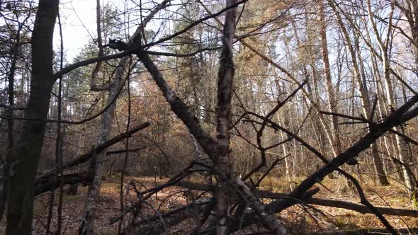 Forest with Trees in an Autumn Day alt