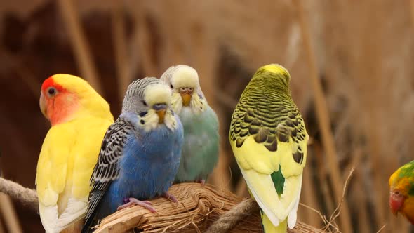 Group of pretty colorful Canary Birds resting on branch in nature at zoo,close up alt
