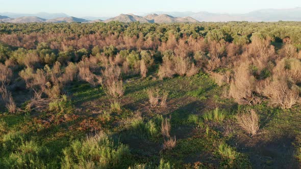 Trees in a field, dried and bare and green, in morning or afternoon light