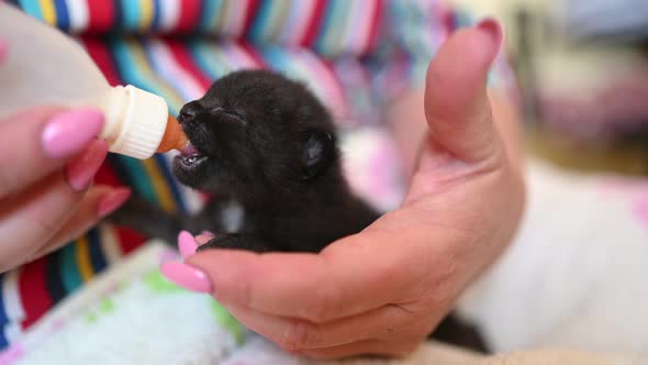 Close Up of Feeding Newborn Cute Blind Black Kitten with a Bottle of Kitten Milk Replacer Powder