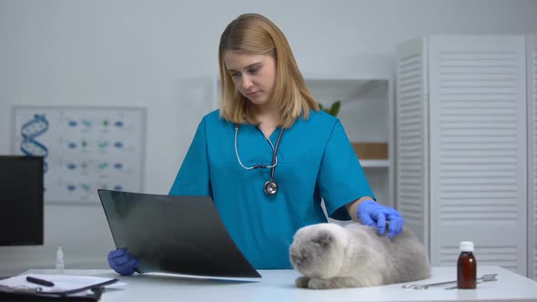 Vet Sadly Looking at X-Ray, Stroking Ill Cat, Diagnosis of Pathologies, Injuries alt