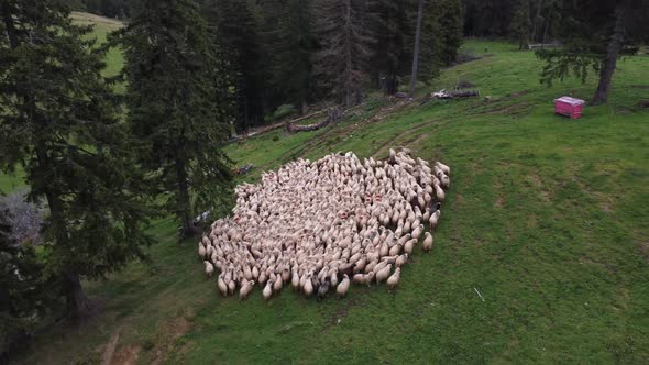 Soft High Angles Shot Recorded with a Drone of a Large Herd of Sheeps