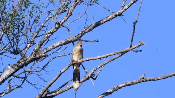 A guira cuckoo  (Guira guira) perched on a branch high on a tree,  with leafless branches and a clea alt