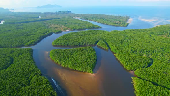 Aerial view green mangrove forest nature tropical rainforest. alt