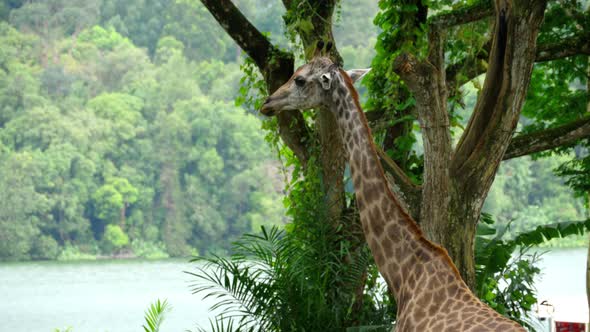 Giraffe in Savannah alt