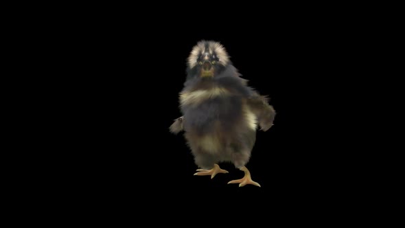 14 Baby Chicks Dancing HD alt