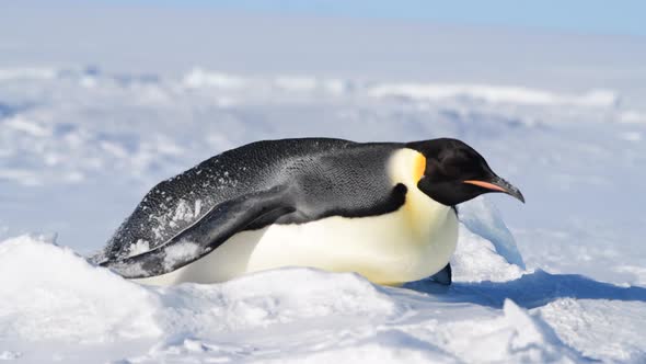 Emperor Penguins on the Snow n Antarctica