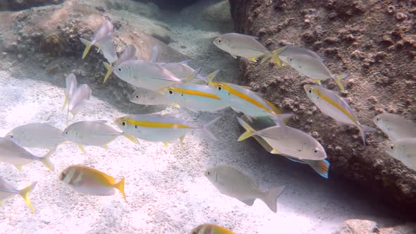 Yellowstripe Scad Yellowstripe Trevally on Coral Reef Habitat Underwater in Thailand alt
