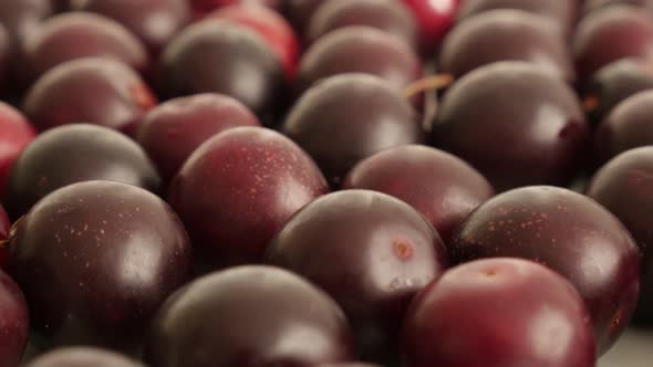 Slow tilt over fresh cherry plum 4K 2160p 30fps UltraHD footage - Prunus cerasifera red fruit close- alt