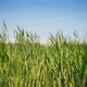 Bright Green Rye Against a Blue Sky on a Sunny Day - VideoHive Item for Sale