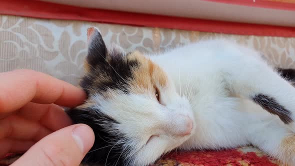 master hand caresses and petting his lovely sleepy kitten