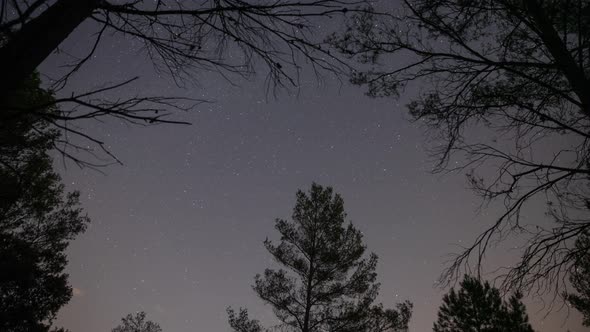 Time Lapse Footage of Stars in Night Sky Above Trees alt