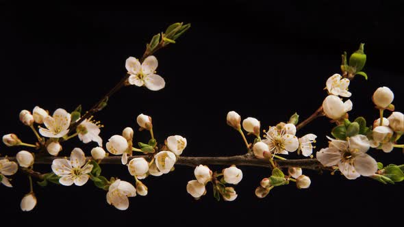 Flowers Bloom on a Tree. Time Lapse  alt