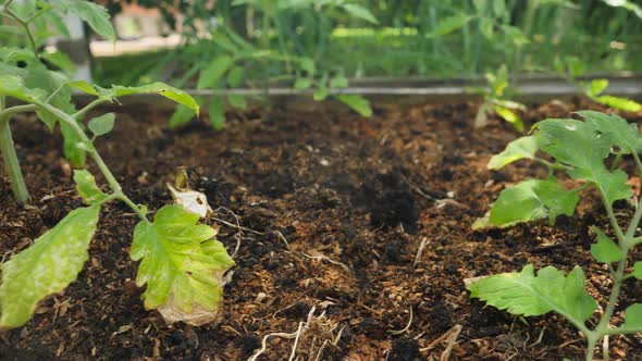 Closeup Video of Fresh Organic Vegetable Sprouts and Seddling Growing on Fertilized Soil at Garden alt