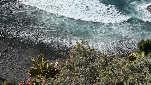 Bushes and Cactus on the Background of a Black Sand Beach and Big Waves in Tenerife alt