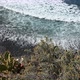 Bushes and Cactus on the Background of a Black Sand Beach and Big Waves in Tenerife