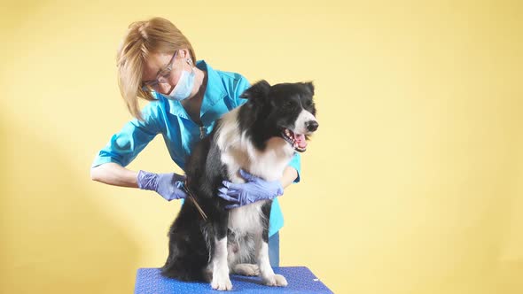 Fair-haired Woman in Blue Uniform, Glasses Trimming the Hair of Breed Dog alt