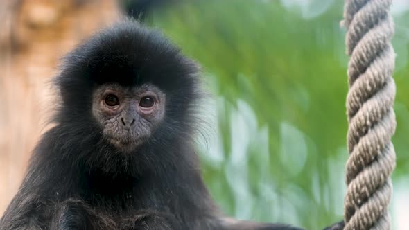 Cute Adorable Wrinkled Black Furred Face of Javan Surili Monkey Looks at Camera
