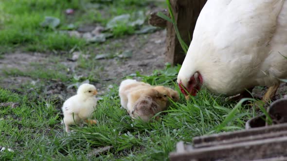 Hen sitter teaching her chickens pecking insects on the grass yard. HD 60fps alt