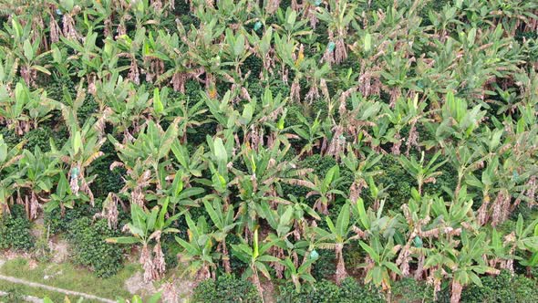 Banana plantations on the mountains of my farm in Ecuador alt