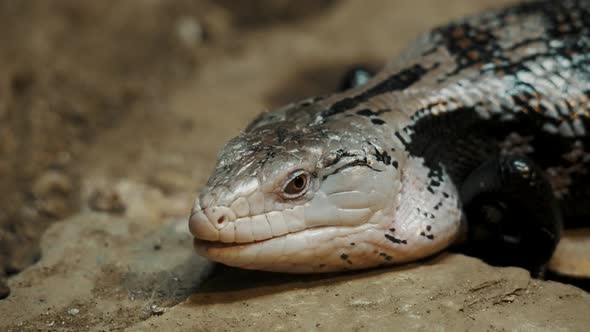 Blue-tongued Skink Reptile Resting On The Rocks In Australian Wilderness. Close Up alt