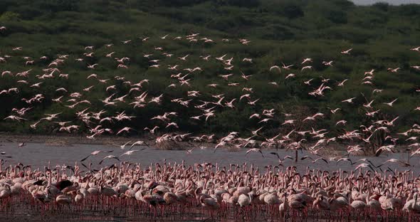 Lesser Flamingo, phoenicopterus minor, Group in Flight, Taking off from Water alt