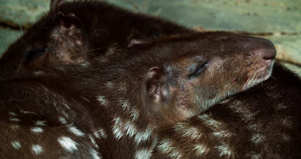 Cuniculus pacas mmmals of South America