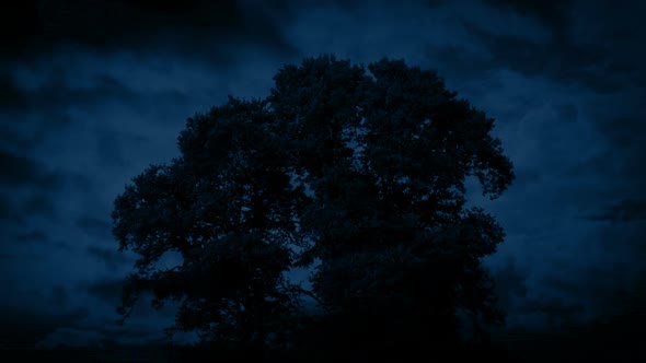 Huge Old Tree Swaying At Night alt