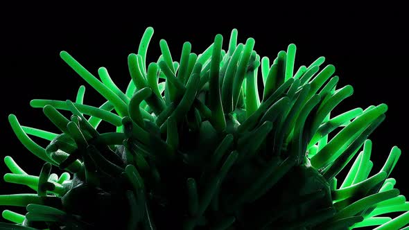 Sea Anemone Swaying Underwater