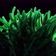 Sea Anemone Swaying Underwater - VideoHive Item for Sale