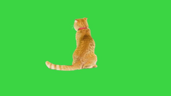Red Cat Sitting and Turning His Head Around on a Green Screen Chroma Key