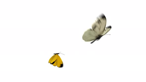 Flying Butterflies 