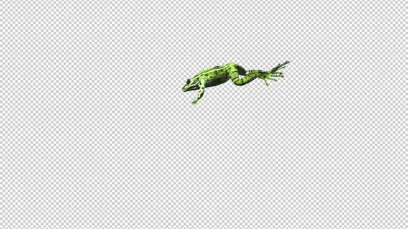 Jumping Frog - Green Leopard - Hopping Transition - Side View MS - Alpha Channel