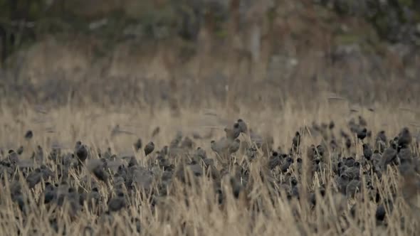 Starlings roosting in flattened reedbed at dusk on a nature reserve alt