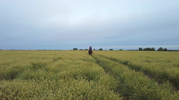 Young woman gallops on brown horse in yellow rape field