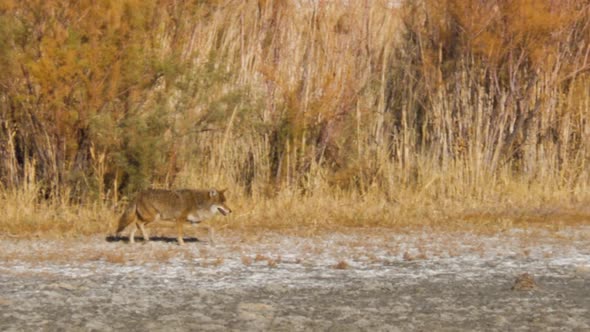 A coyote searching for food in the desert landscape on Antelope Island in Utah - slow motion alt