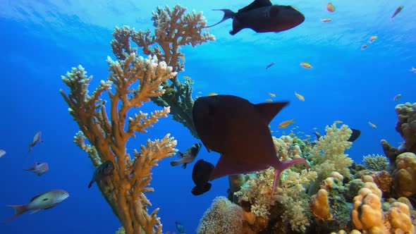 Tropical Coral Reefs alt