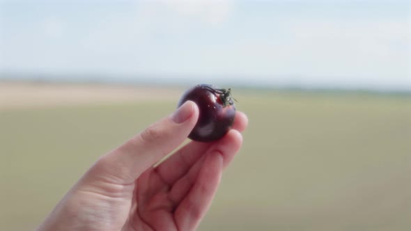 Farmer Shows One Black Tomato on a Blurred Land Background