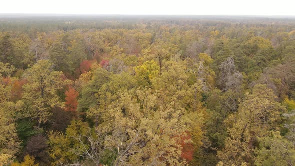 Trees in the Forest on an Autumn Day alt