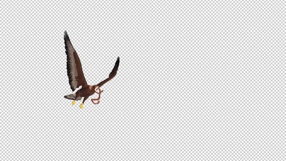 Golden Eagle With Snake - Flying Transition - IV