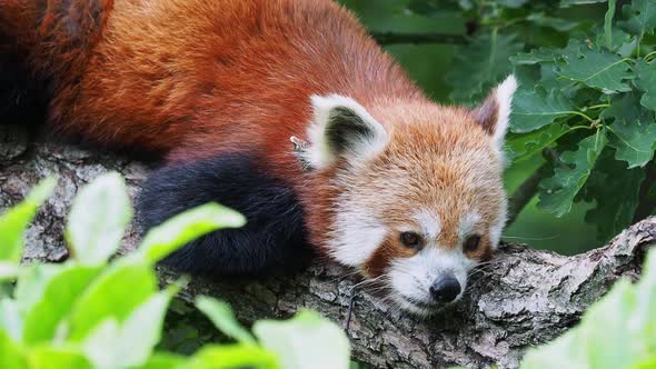 Red panda on the tree. Cute panda bear in forest habitat, Ailurus fulgens.