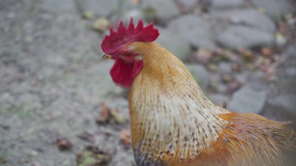 One big beautiful brown rooster with red head walk on background of grey stone ground. alt