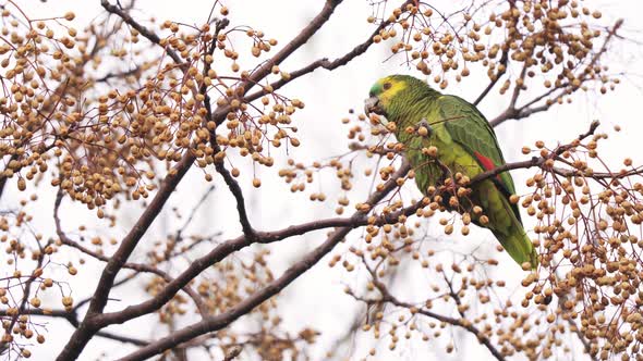 Close up shot of a Turquoise-fronted amazon parrot perching on a branch and eating the fruit of a ch alt