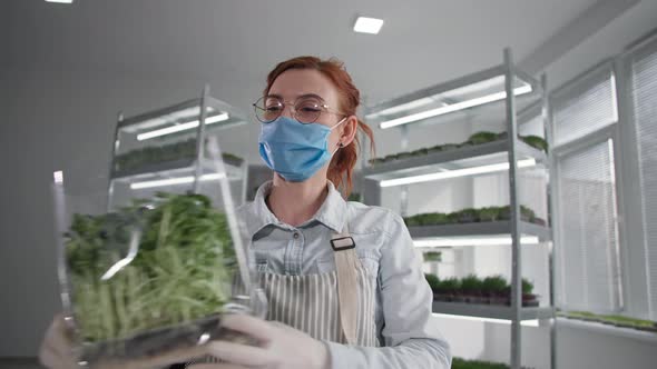 Online Trade Successful Business Woman Grows Microgreen in a Greenhouse and Sells Offline Via Video