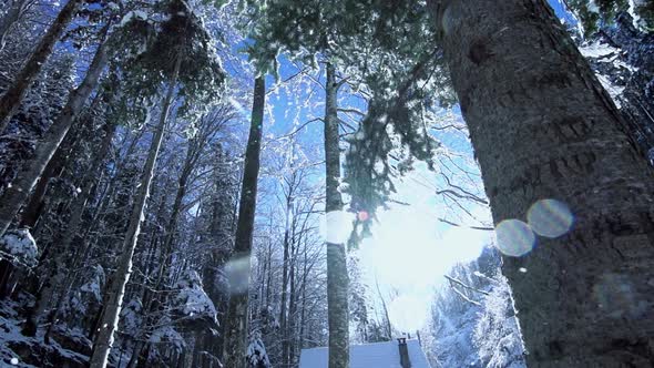 Snowing Winter Day at Christmas Time Outdoors in the Forest Trees