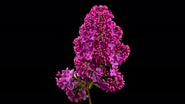 Beautiful Time Lapse of Opening Violet Flower of Lilac on a Black Background alt