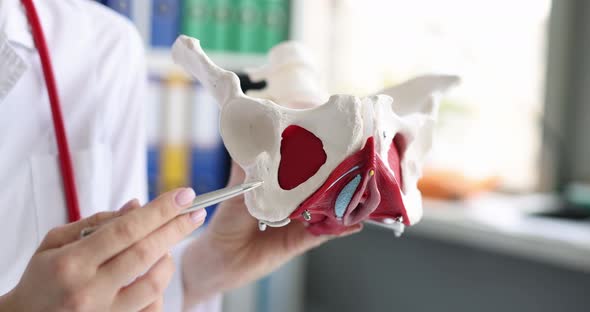 Doctor Showing the Ischial Tuberosity or Ischial Bones of Pelvic Girdle alt